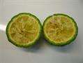 Australian lime 